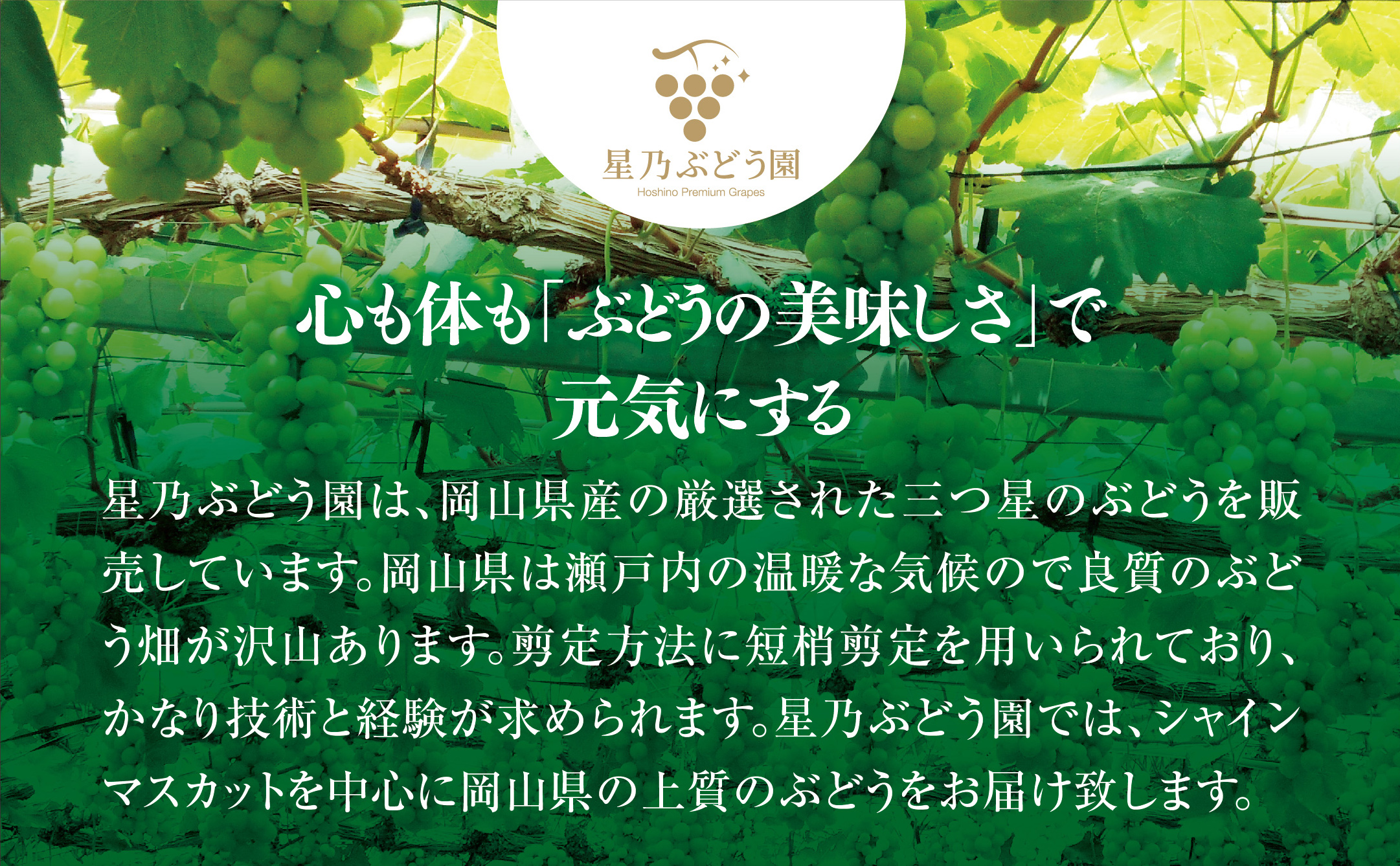 星乃シャインマスカット プレミアムクラス(岡山県産)　1房×850g以上【配送不可地域：離島】TY0-0589