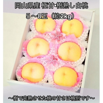 岡山県産  極甘・樹熟し白桃 5-8玉(約2kg)【配送不可地域：離島】【1707557】