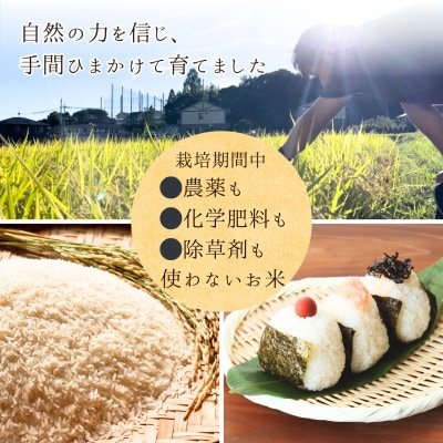 2025年新米【コシヒカリ 白米5kg】|-comeback未来ce-【1702352】