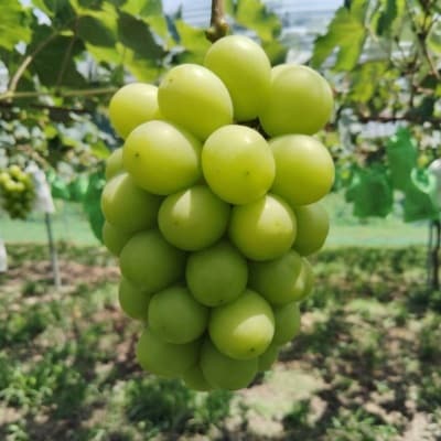 先行予約　岡山産　完熟シャインマスカット　2房　1キロ以上【配送不可地域：離島】【1712293】