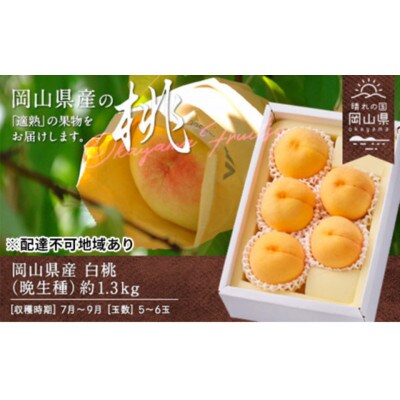【2026年発送】岡山県産　白桃(晩生種)　約1.3kg(5〜6玉)【配送不可地域：離島】【1614015】