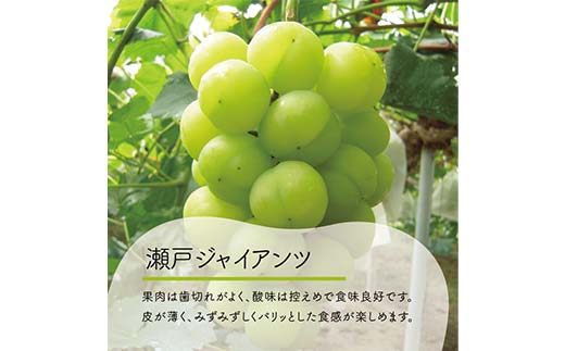 秋の葡萄2種詰め合わせ！シャインマスカットと瀬戸ジャイアンツ 3-5房 2.0kg以上 ぶどう ブドウ シャインマスカット 社員マスカット 瀬戸ジャイアンツ 葡萄 デザート フルーツ 果物 くだもの 果実 食品 TY0-0848