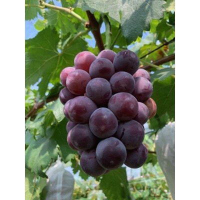 【先行予約 2026年発送】岡山県産　種なし完熟 ニューピオーネ　2房(約1kg)【配送不可地域：離島】【1562272】