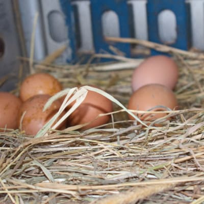 豢・螻ア蟶ら肇繝サ蟷ウ鬟シ縺蜊オ25蛟+蜑イ繧御ソ晁ィシ5蛟九1486349縲