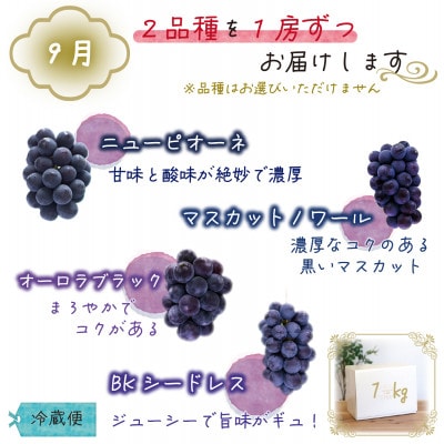 【発送月固定定期便】岡山　花笑み農園のブドウ食べ比べ　全4種全2回【配送不可地域：離島】【4082284】