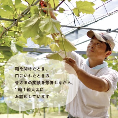 シャインマスカット&生産者いちおし葡萄 大サイズ 2房入/計1.3kg〜 (岡山県産)【配送不可地域：離島】【1553232】