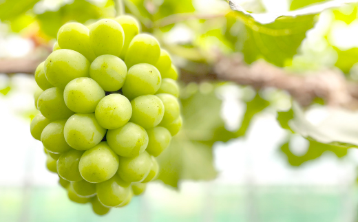 âå
è¡åä»âãç§ã®ã·ã£ã€ã³ãã¹ã«ãããæŽçã1æ¿ã2026幎çºéãé
éäžå¯å°åïŒé¢å³¶ã»åæµ·éã»æ²çžçãã1349780ã