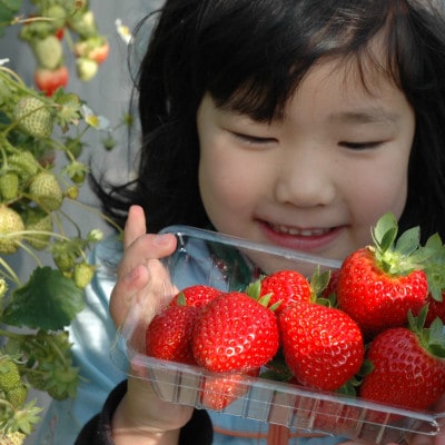 【2026年1月より順次発送】朝採れ新鮮まほらのいちご(さちのか)4パック入り箱【配送不可地域：離島・北海道・沖縄県】【1596290】