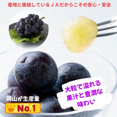 【先行受付】ご家庭用 ニューピオーネ 約2.0kg(3〜5房)【配送不可地域：離島】【1614296】