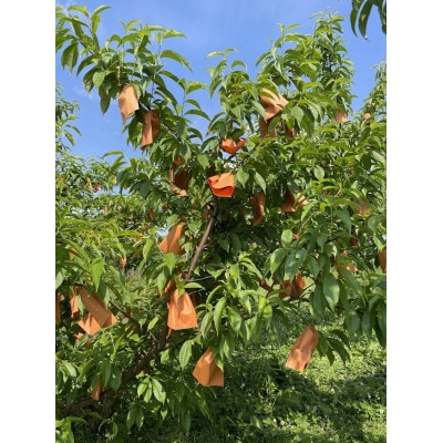 【2025年先行予約】2025年10月上旬頃より発送予定・希少品種の岡山の白桃・CX(1.5kg箱)【配送不可地域：離島】【1605164】