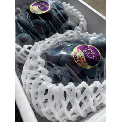 【先行予約 2026年発送】岡山県産　アントシアニン豊富な　ブラックビート　2房(合計約1kg)【配送不可地域：離島】【1562213】