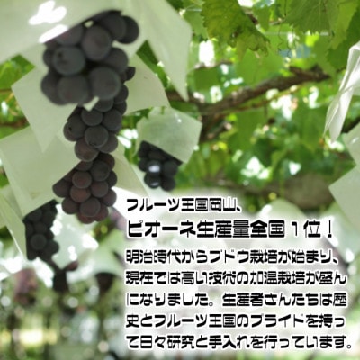 【2026年発送】糖度抜群ぶどう【秀品】岡山産!種なしピオーネ2kg以上(3〜4房)　ギフトにも【配送不可地域：離島】【1612201】