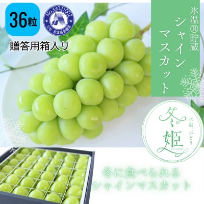 【11月-3月発送】氷温貯蔵マスカット冬姫(36粒)【配送不可地域：離島】【1569600】