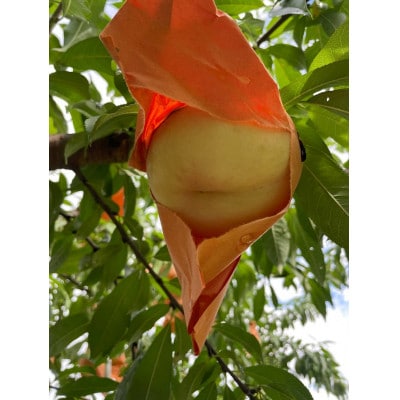 【2025年先行予約】2025年10月上旬頃より発送予定・希少品種の岡山の白桃・CX(1.5kg箱)【配送不可地域：離島】【1605164】