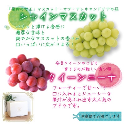 ã2026幎å
è¡åä»ã岡山ãè±ç¬ã¿èŸ²åã®ãã¯ã€ãŒã³ããŒã&ã·ã£ã€ã³ãã¹ã«ããã1kg(2æ¿)QS-1ãé
éäžå¯å°åïŒé¢å³¶ã»åæµ·éã»æ²çžçãã1627772ã