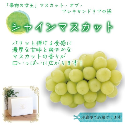 ã2026幎å
è¡åä»ã岡山ãè±ç¬ã¿èŸ²åã® ãã·ã£ã€ã³ãã¹ã«ããã1kg(2æ¿)ãS-1ãé
éäžå¯å°åïŒé¢å³¶ã»åæµ·éã»æ²çžçãã1628313ã