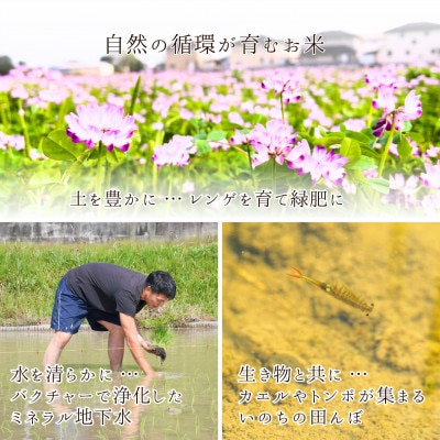 2025年新米【コシヒカリ 白米5kg】|-comeback未来ce-【1702352】