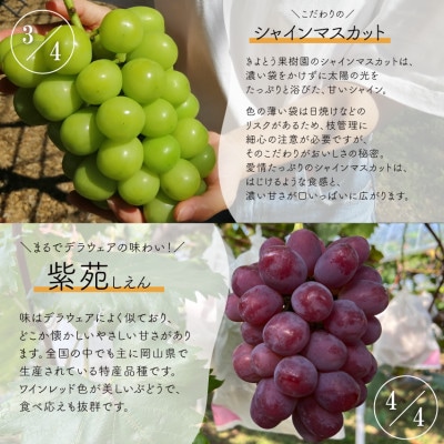 ãçºéæåºå®å®æäŸ¿ãã2026幎å
è¡äºçŽãã詊ã4å䟿è€çšã»ããªãŒãã»ã·ã£ã€ã³ã»çŽ«è /岡山ç£å
š4åãé
éäžå¯å°åïŒé¢å³¶ãã4077861ã