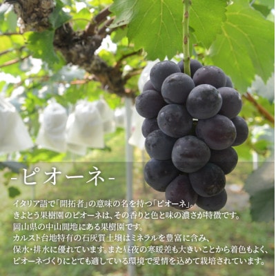 ã2026幎å
è¡äºçŽãèŽ
æ²¢ãªçãã®ããªãŒã äžçŽå 2æ¿/èš1.3kgã ã®ããã«ã (岡山çç£)ãé
éäžå¯å°åïŒé¢å³¶ãã1604053ã