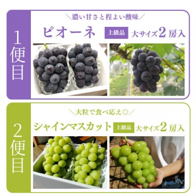 【発送月固定定期便】【2026年先行予約】ピオーネとシャインマスカット大2房の定期便(岡山産)全2回【配送不可地域：離島】【4067688】