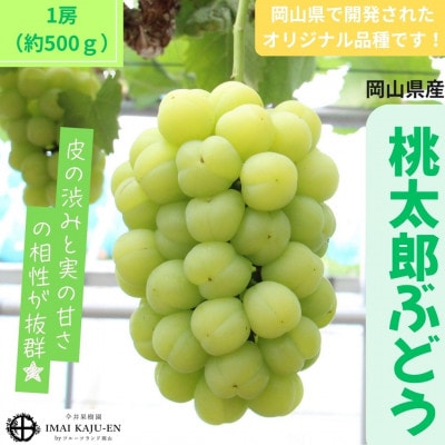 【2026年発送】岡山県産桃太郎ぶどう　1房・約500g(クール便)【配送不可地域：離島】【1614358】