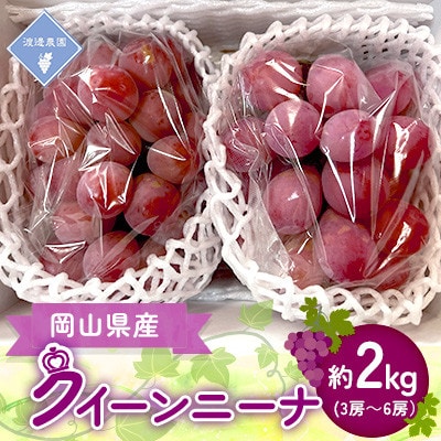 【先行予約 2026年発送】岡山県産　クイーンニーナ　3房〜6房(合計約2kg)【配送不可地域：離島】【1562295】