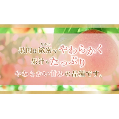 《2026年発送》岡山県産 白鳳 1.5kg 5〜7玉【配送不可地域：離島・北海道・沖縄県】【1736761】