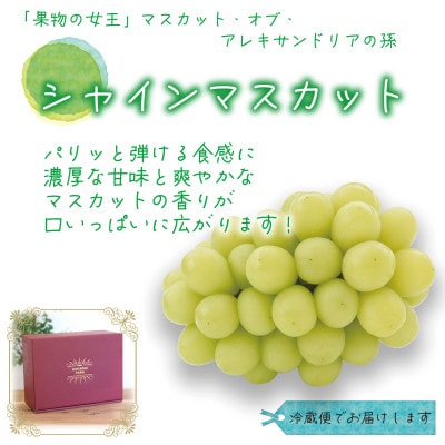 【2026年先行受付】岡山　花笑み農園の『食べ比べ4種』シャイン入り　贈答用　2kg(4房)4M-2【配送不可地域：離島・北海道・沖縄県】【1626792】