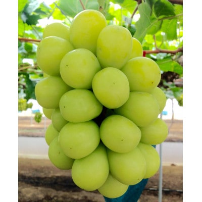 新鮮・朝採り後即出荷!岡山県　吉備高原産シャインマスカット　5kg(7〜10房)ご贈答品【1700900】