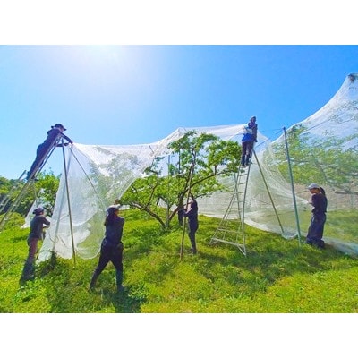 岡山県産  極甘・樹熟し白桃 5-8玉(約2kg)【配送不可地域：離島】【1707557】