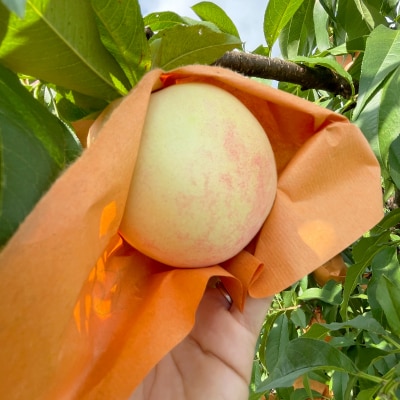 【2026年先行予約】2026年7月下旬頃より発送予定・岡山の白桃・清水白桃(1.5kg箱)【配送不可地域：離島】【1579311】