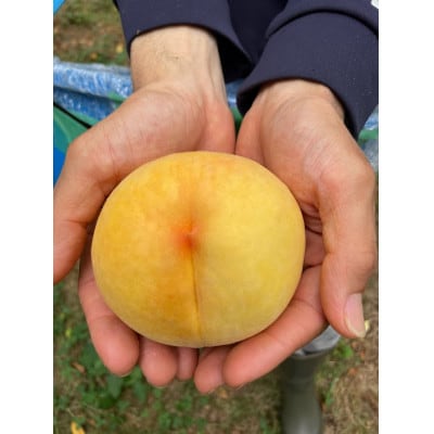 【2026年先行予約】8月上旬頃より発送・岡山県産・黄色い桃・黄金桃(1.5kg箱)【配送不可地域：離島】【1580283】