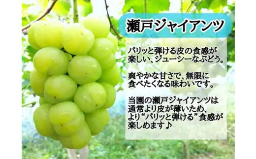 【2025年先行受付】お試し 朝採り新鮮!人気ぶどう 瀬戸ジャイアンツ 1房 500g以上 果物 フルーツ ぶどう 瀬戸ジャイアンツ TY0-0939