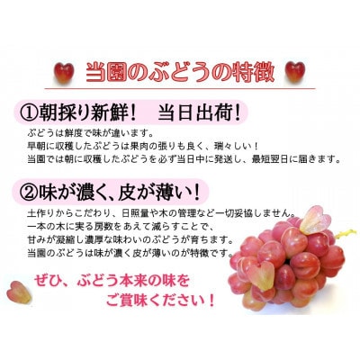 【2026年先行受付】お試しフルーツ王国岡山シャインマスカット2kg!　朝採れぶどう3〜5房【配送不可地域：離島】【1633324】