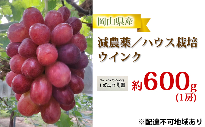 ぶどう 2025年 先行予約 ぶどう ウインク 1房 約600g  減農薬／ハウス栽培 ブドウ 葡萄  岡山県産 国産 フルーツ 果物 ギフト ばんの農園