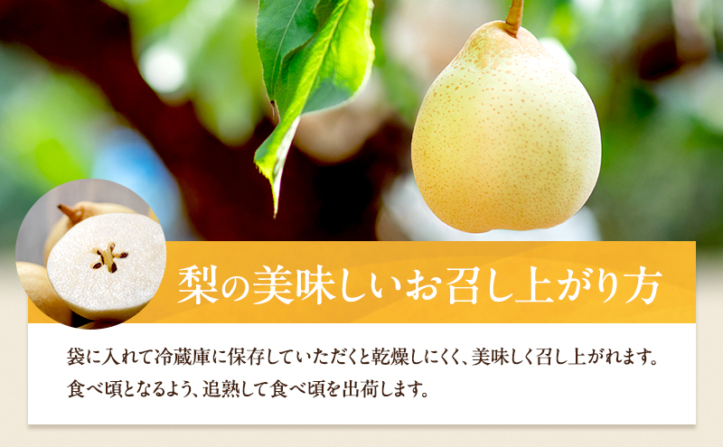 梨 2026年 先行予約 備前乙女梨（鴨梨） 3～4玉 合計約2kg【11月下旬～12月中旬頃発送】ナシ なし 岡山県産 国産 フルーツ 果物 ギフト 石原果樹園 