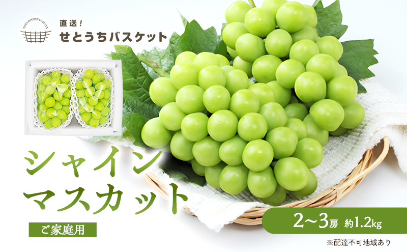 ぶどう 2026年 先行予約 ご家庭用 シャインマスカット 2～3房 約1.2kg ブドウ 葡萄  岡山県産 国産 フルーツ 果物 直送！せとうちバスケット 種なし 大粒 産地直送 デザート