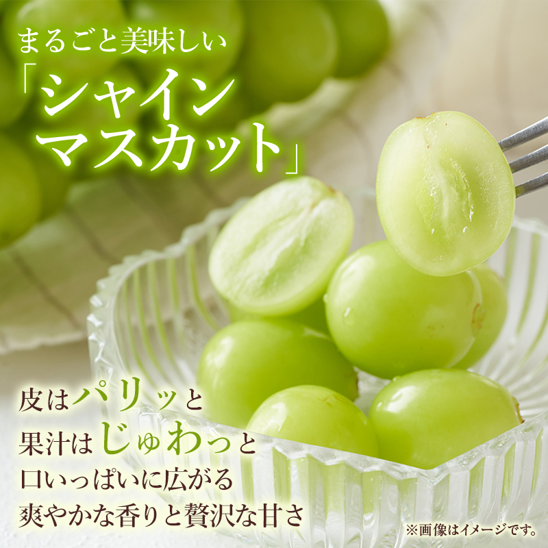 ぶどう 2026年 先行予約 ご家庭用 シャイン マスカット 約2kg 糖度抜群！ 【9月上旬～順次発送分】 ブドウ 葡萄  岡山県産 国産 フルーツ 果物 果物類 
