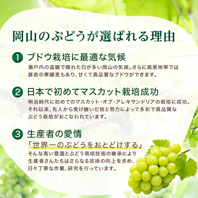 ぶどう 2026年 先行予約 ご家庭用 シャイン マスカット 約2kg 糖度抜群！ 【9月上旬～順次発送分】 ブドウ 葡萄  岡山県産 国産 フルーツ 果物 果物類 