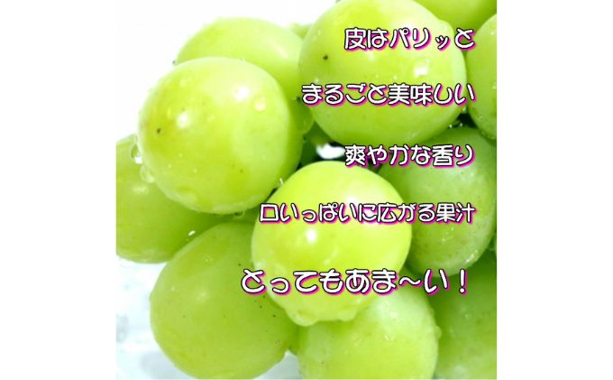 ぶどう 2024年 先行予約 シャイン マスカット 【9月上旬～順次発送分】約2kg 糖度抜群！ ブドウ 葡萄  岡山県産 国産 フルーツ 果物 ギフト