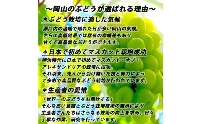 ぶどう 2024年 先行予約 シャイン マスカット 【9月上旬～順次発送分】約2kg 糖度抜群！ ブドウ 葡萄  岡山県産 国産 フルーツ 果物 ギフト