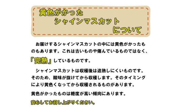 ぶどう 2024年 先行予約 シャイン マスカット 【9月上旬～順次発送分】約2kg 糖度抜群！ ブドウ 葡萄  岡山県産 国産 フルーツ 果物 ギフト