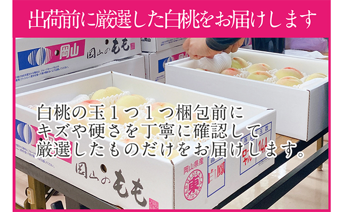桃 2024年 先行予約 岡山の白桃 200g以上×8玉 白桃 旬 みずみずしい 晴れの国 おかやま 岡山県産 フルーツ王国 果物王国
