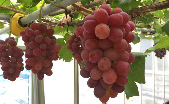 越冬 ぶどう 紫苑 （しえん）1房 約600g  岡山県産 四代目 五果苑 果物 フルーツ 樹上完熟 平均糖度20度 風味豊か 減農薬 果汁たっぷり 