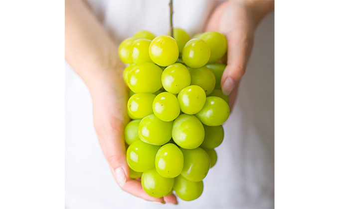 シャインマスカット 5房～10房（5kg以上） 岡山県産 葡萄 ぶどう 果物