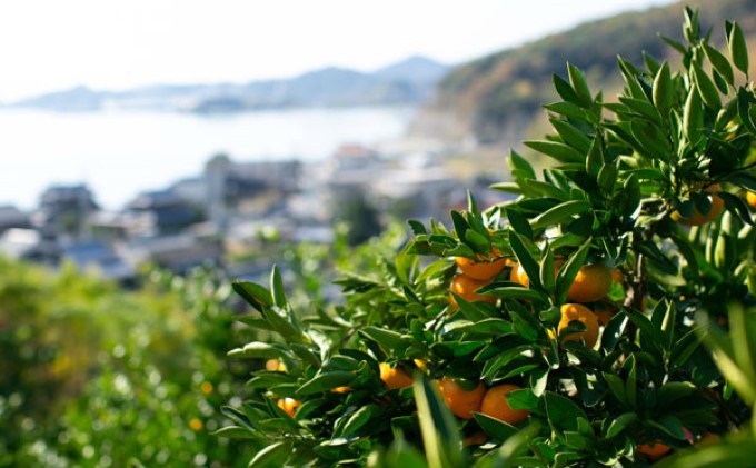 【訳あり】もんしーみかん（岡山県大藪産）約5kg