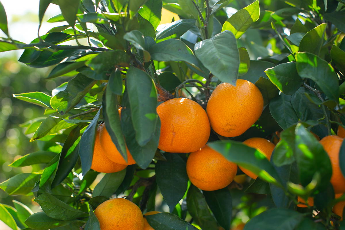 【訳あり】もんしーみかん（岡山県大藪産）約5kg 果物類 柑橘類 フルーツ お孫さん お子様 イラスト 減農薬栽培 安心 甘酸っぱさ 