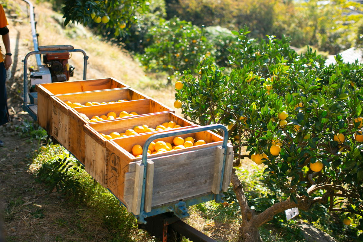 【訳あり】もんしーみかん（岡山県大藪産）約5kg 果物類 柑橘類 フルーツ お孫さん お子様 イラスト 減農薬栽培 安心 甘酸っぱさ 