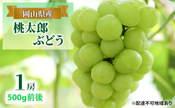 ぶどう 2025年 先行予約 桃太郎 ぶどう 1房 500g前後 ブドウ 葡萄  岡山県産 国産 フルーツ 果物 ギフト