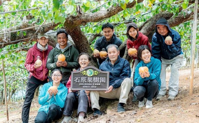 梨 2024年 先行予約 備前乙女梨（鴨梨） 3～4玉入り（2kg以上）贈答箱  ナシ なし 岡山県産 国産 フルーツ 果物 ギフト 石原果樹園